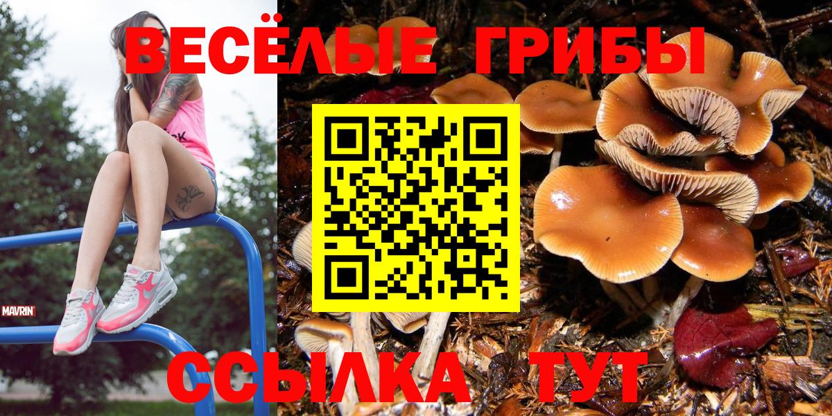 Богородск  Галлюциногенные грибы Psilocybine cubensis  Вход с VPN  Псилоцибиновые грибы Psilocybine cubensis 